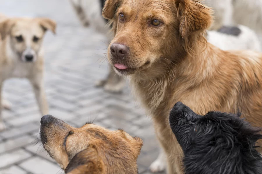 Центр безнадзорных животных не может повторно отлавливать собак с чипом