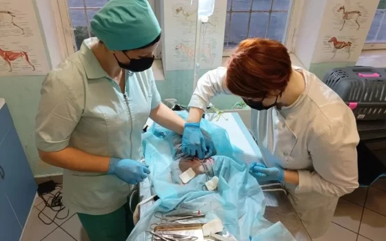 Студентка из Гусева спасла котика, проведя сложную операцию
