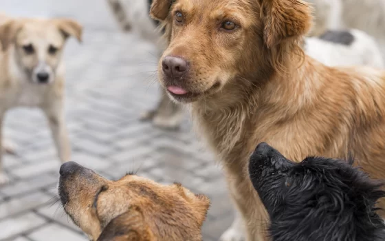 Центр безнадзорных животных не может повторно отлавливать собак с чипом