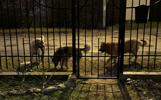 Гусевцев просят следить за своими питомцами и не подкармливать бездомных собак в местах их скопления
