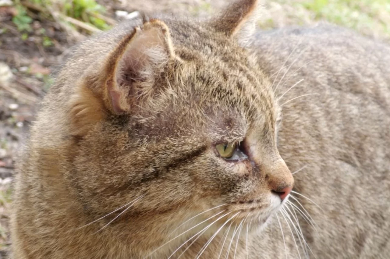 Зооволонтеры в Гусеве обеспокоены бесконтрольным ростом популяции бездомных кошек и собак