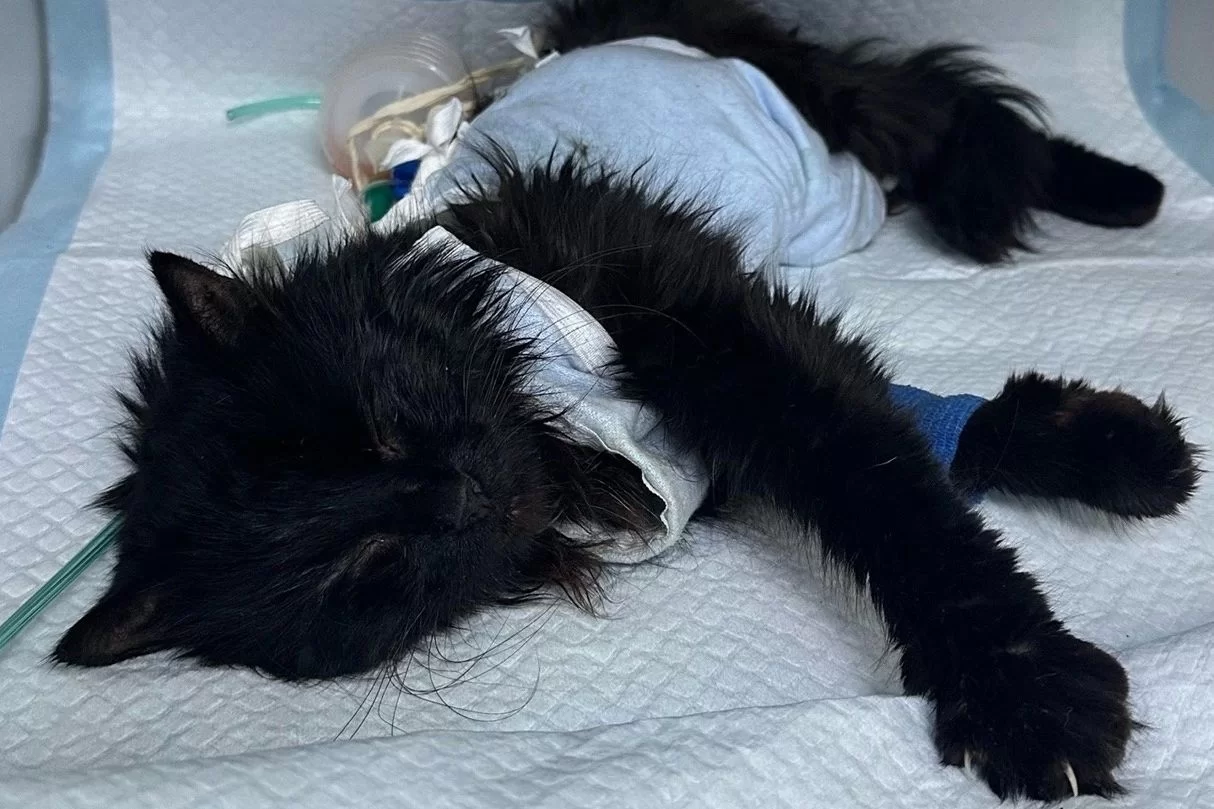 Повторную операцию пока отложили: волонтёры прилагают все усилия, чтобы спасти «сухопутного кота»