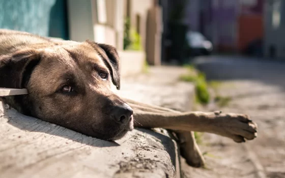 В Гусеве некого винить в нападении безнадзорных собак на людей