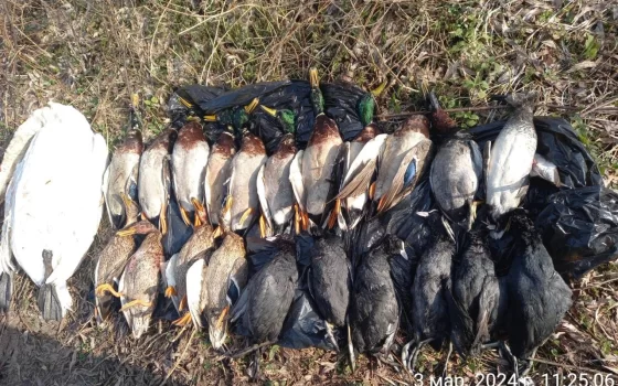 В Калининградской области выявлены факты незаконной охоты на пернатых