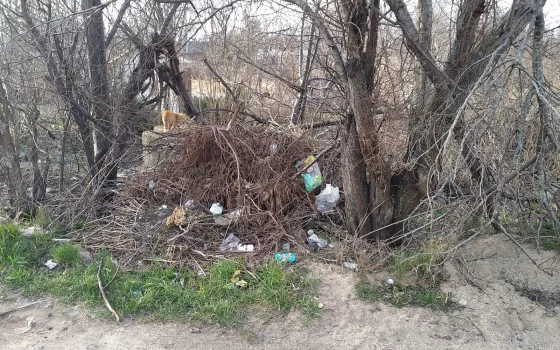 Жителям Соснового переулка пообещали убрать мусор, плиты и поваленную яблоню
