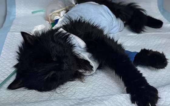 Повторную операцию пока отложили: волонтёры прилагают все усилия, чтобы спасти «сухопутного кота»