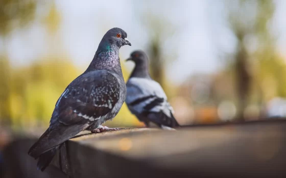 Жителей Гусева просят сообщать при обнаружении трупов птиц