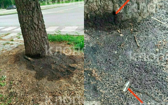 В Гусеве неизвестные продолжают травить берёзу на проспекте Ленина